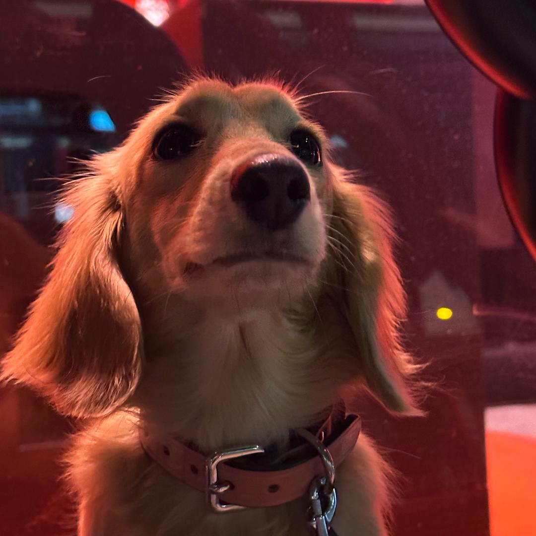 chou狗不拿