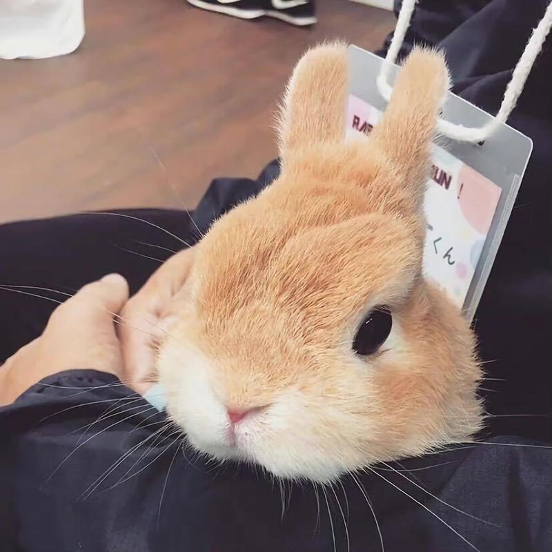 🐇🐇🐇