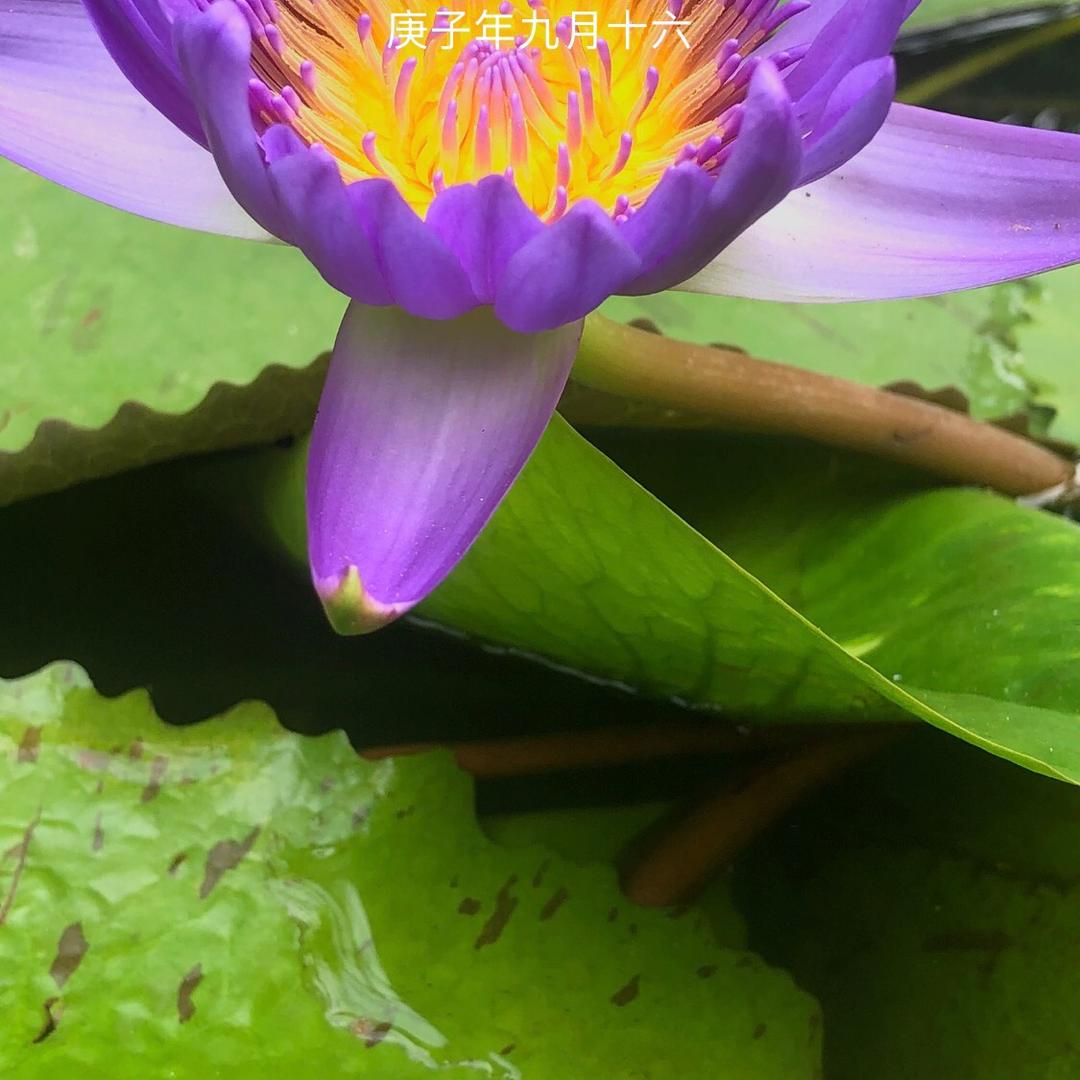 A十一QQ糖