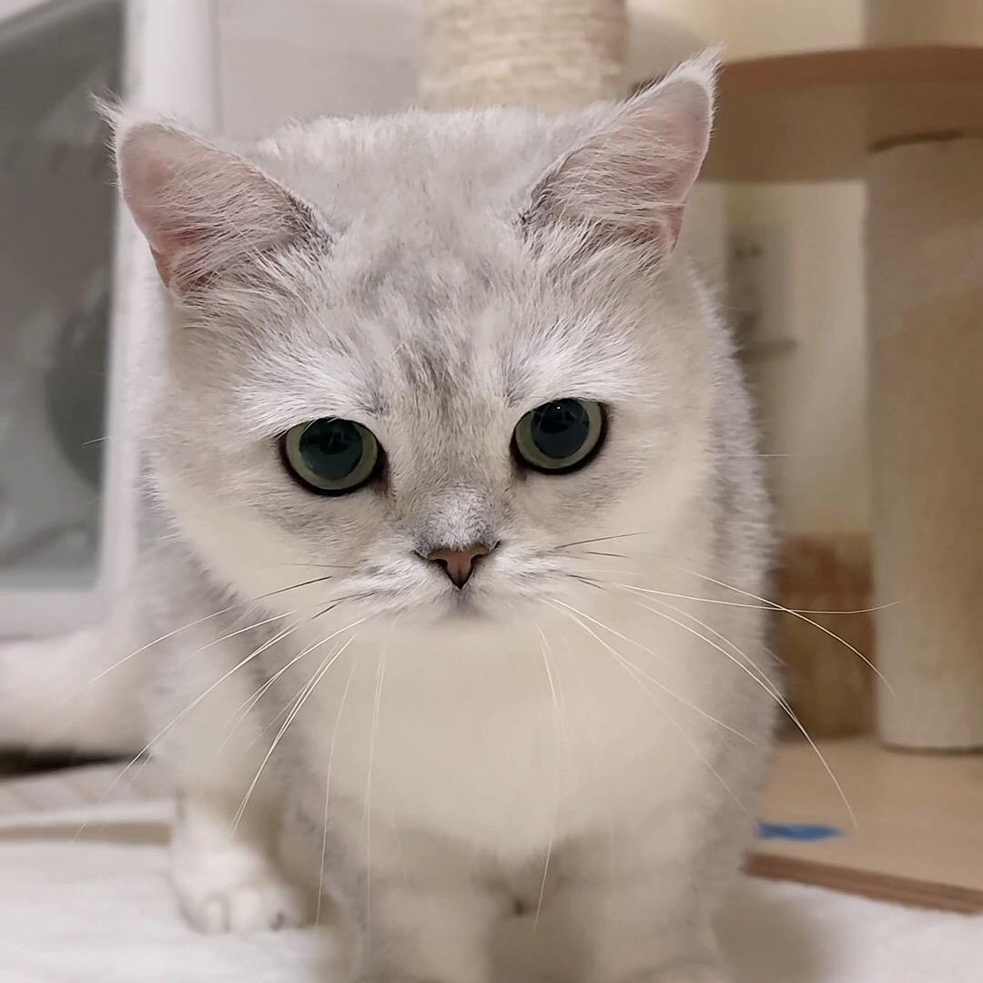 西西