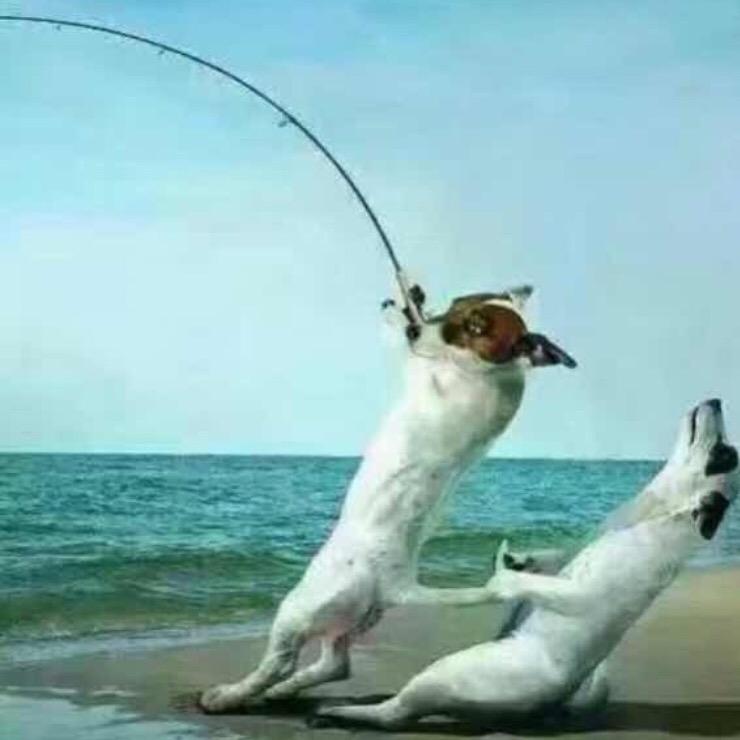 空军一号🎣