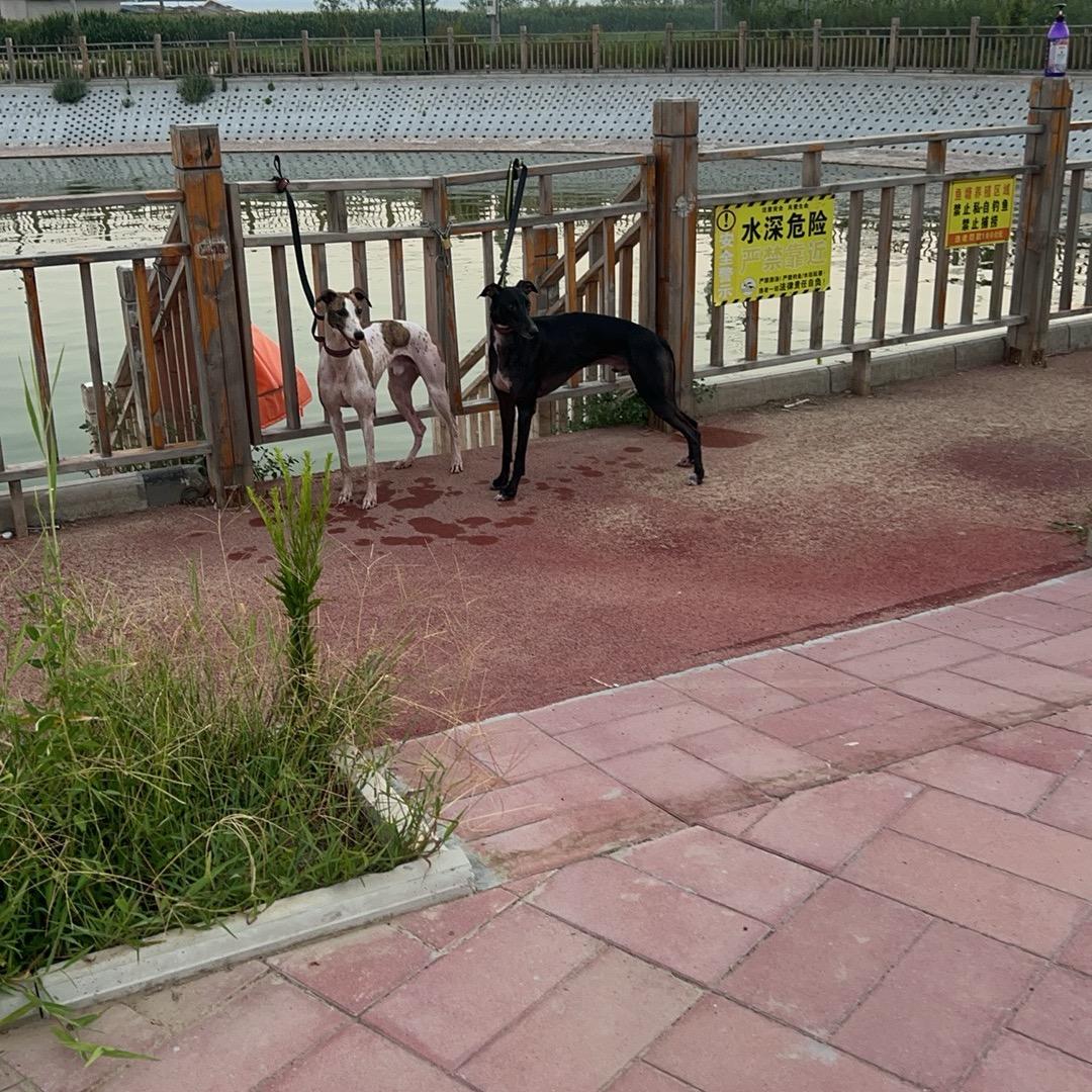 赛犬人     小余