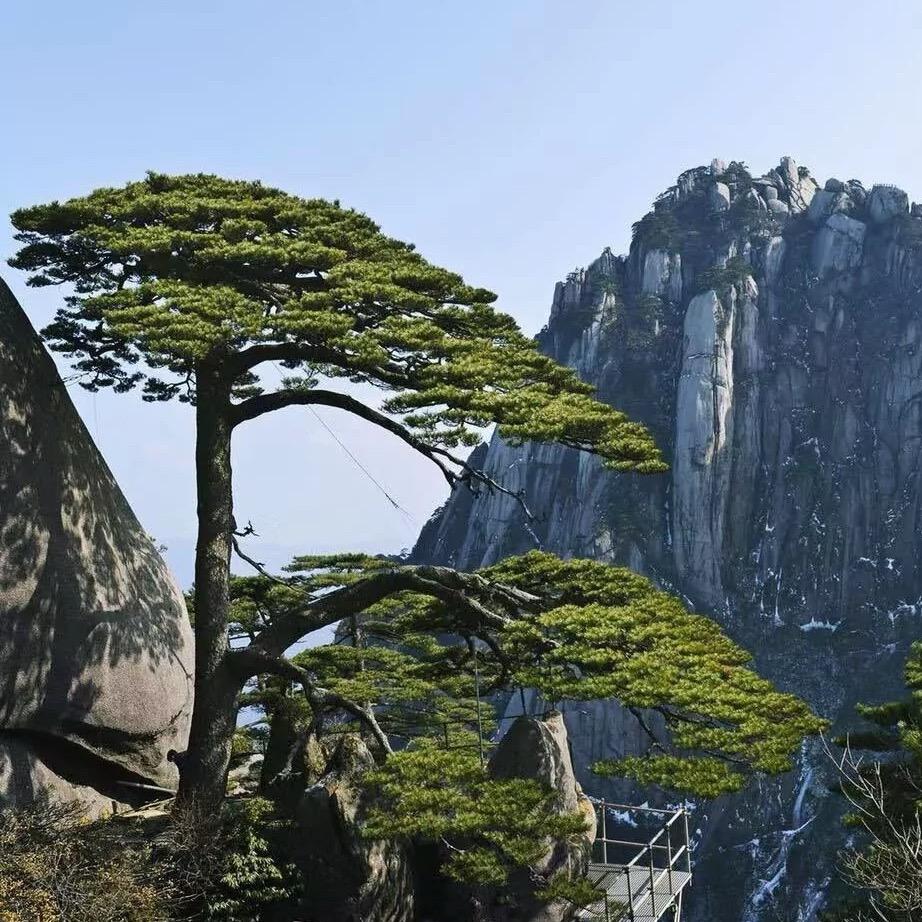 张 嘉 禧