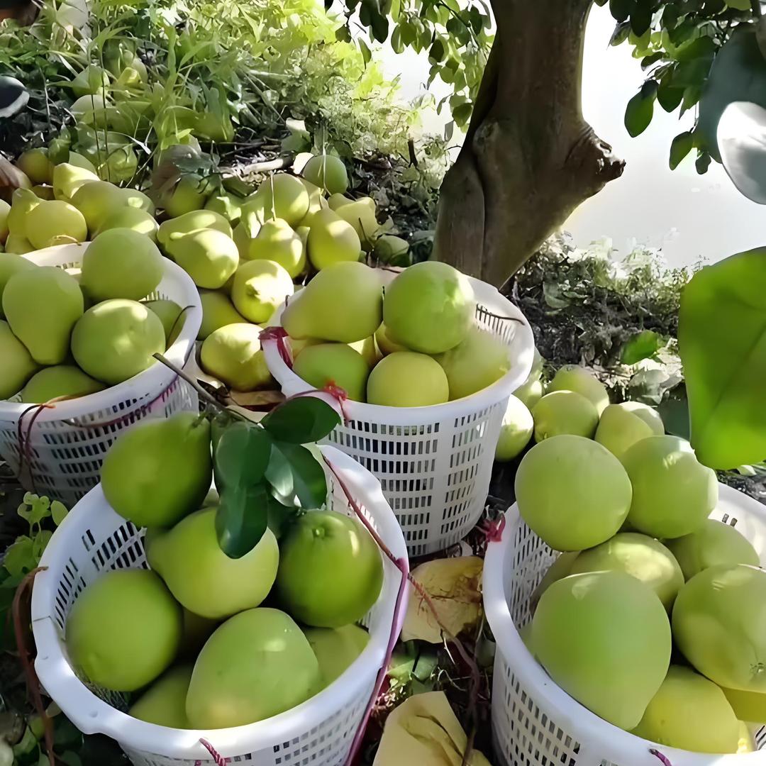 梅州石马自家果园红心蜜柚沙田柚