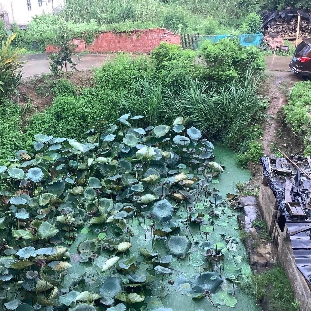 乐橙