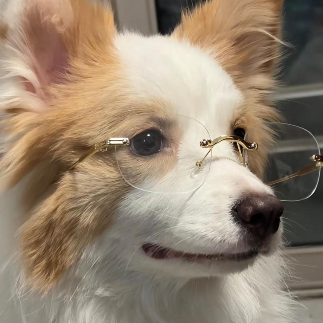 灰太狼的羊村