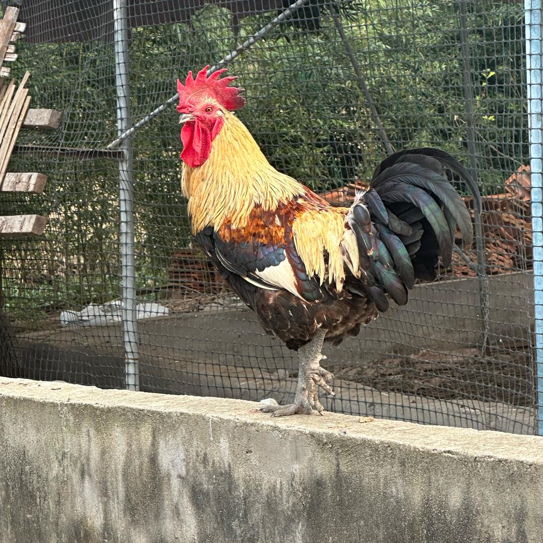 小鞠农场跑山🐔鸭鹅