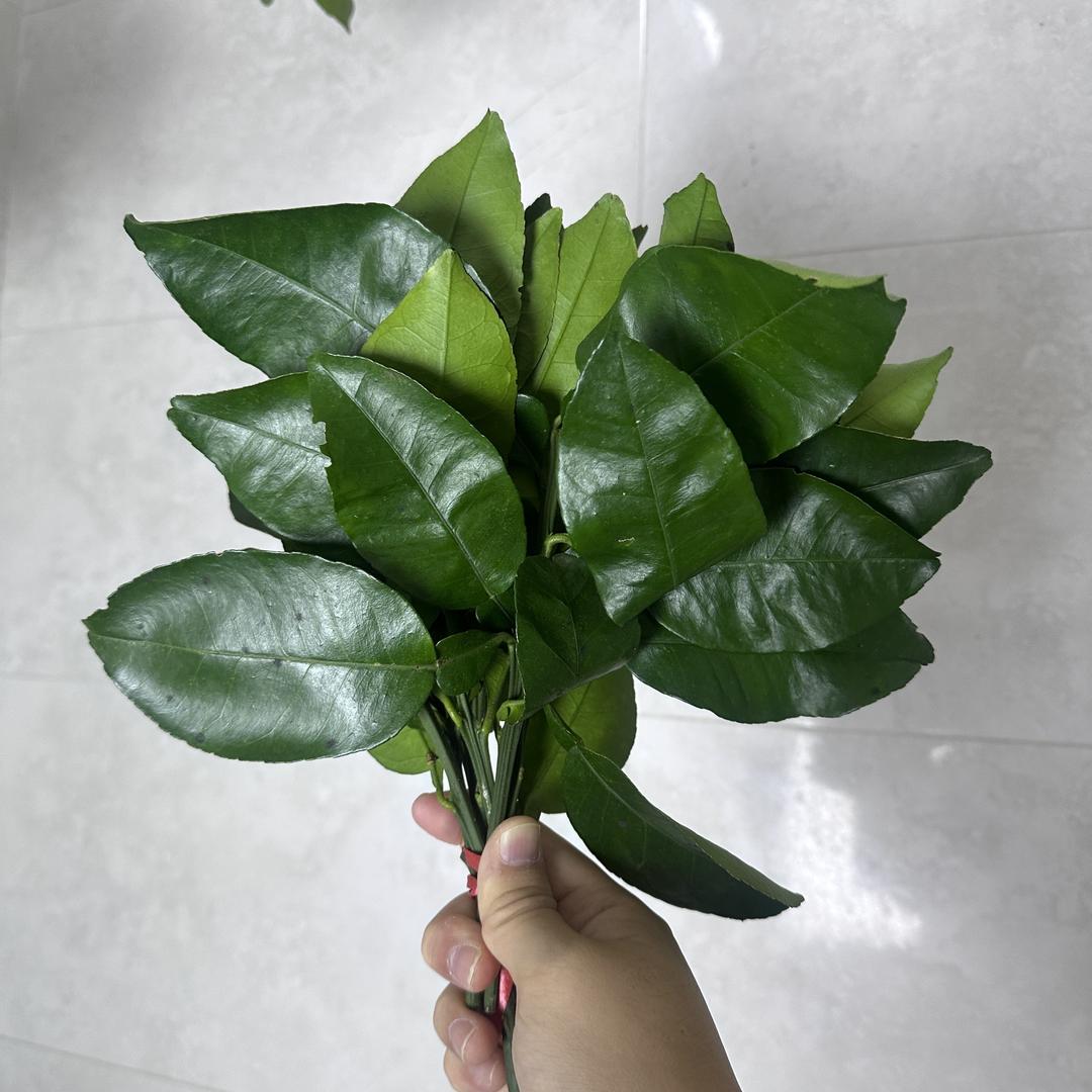 暴躁小猫