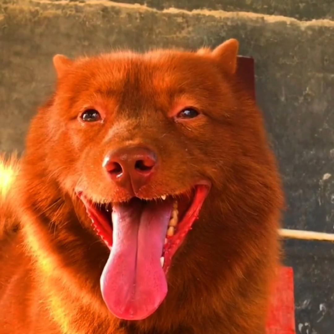 五红土狗爱好