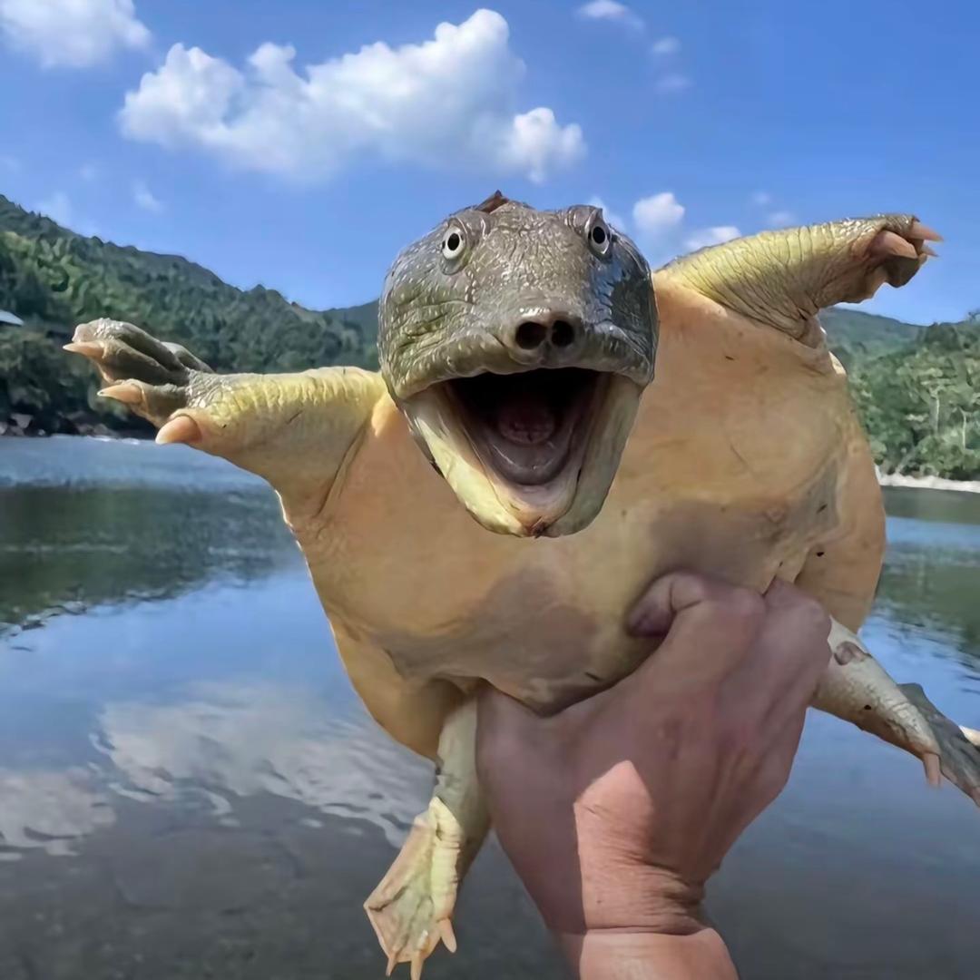 苹果树