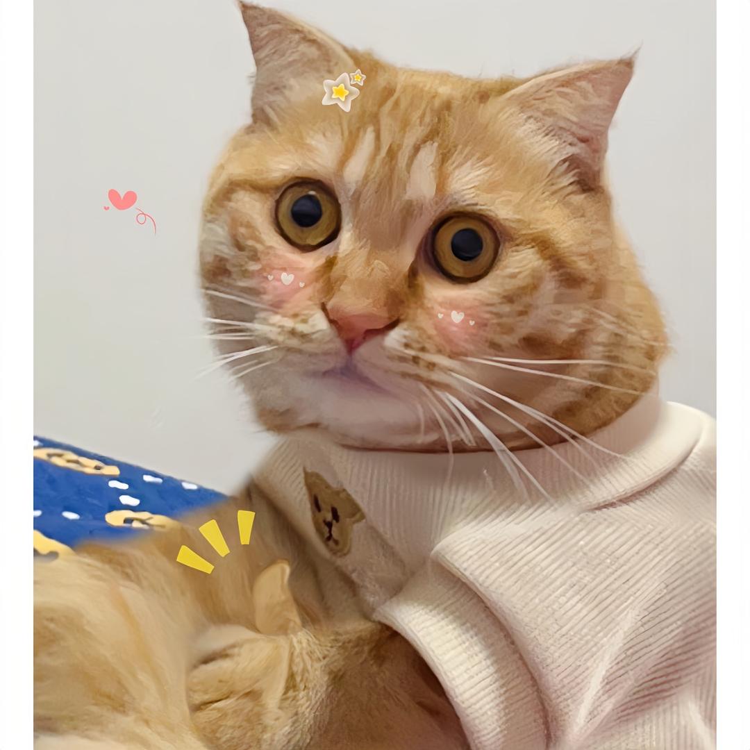 佐伊太乖了