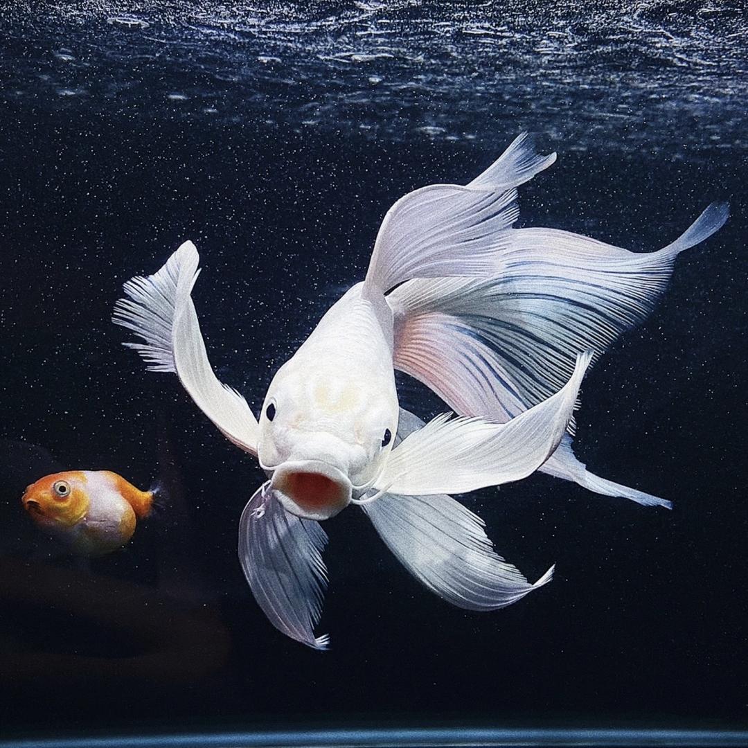 小七蝴蝶鲤观赏鱼