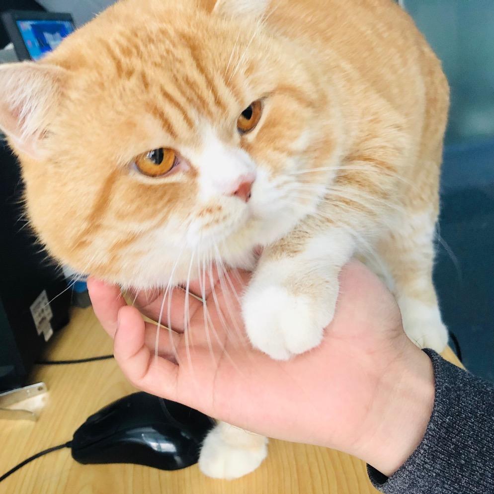 阿泽的猫
