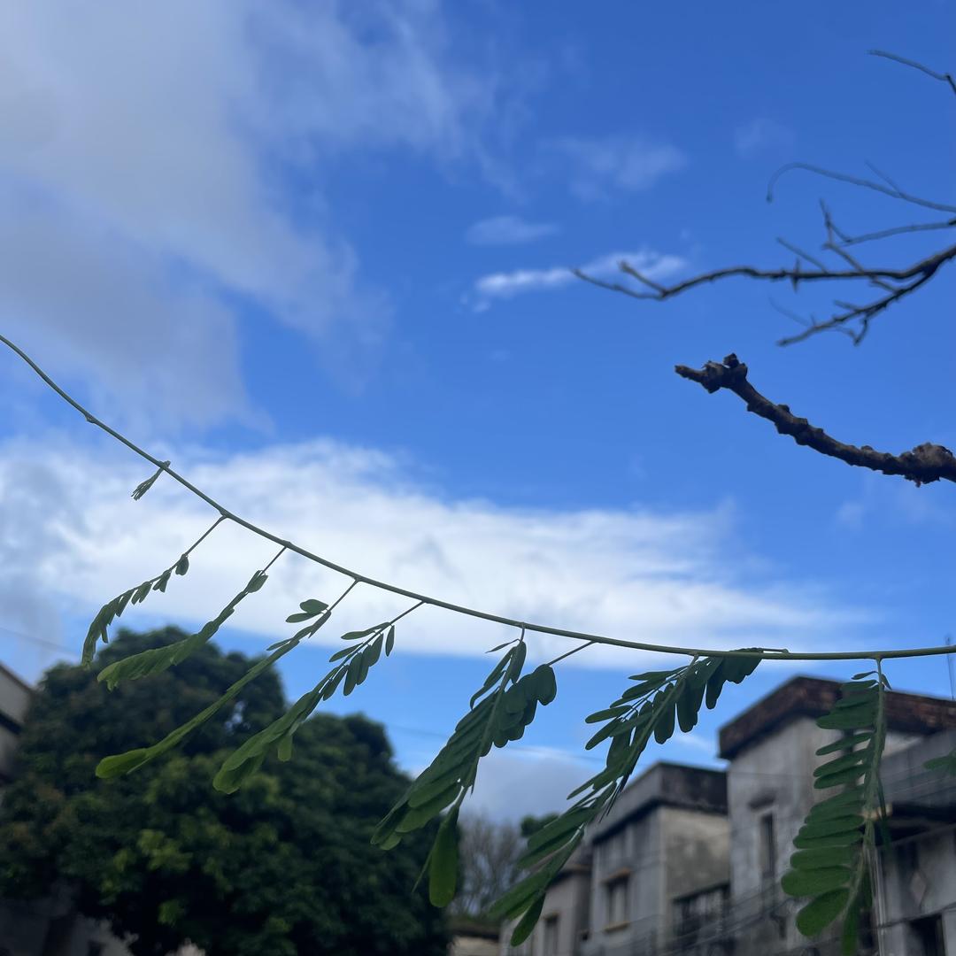 老林 代步车