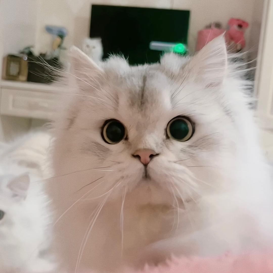 .Baby 杨🎀