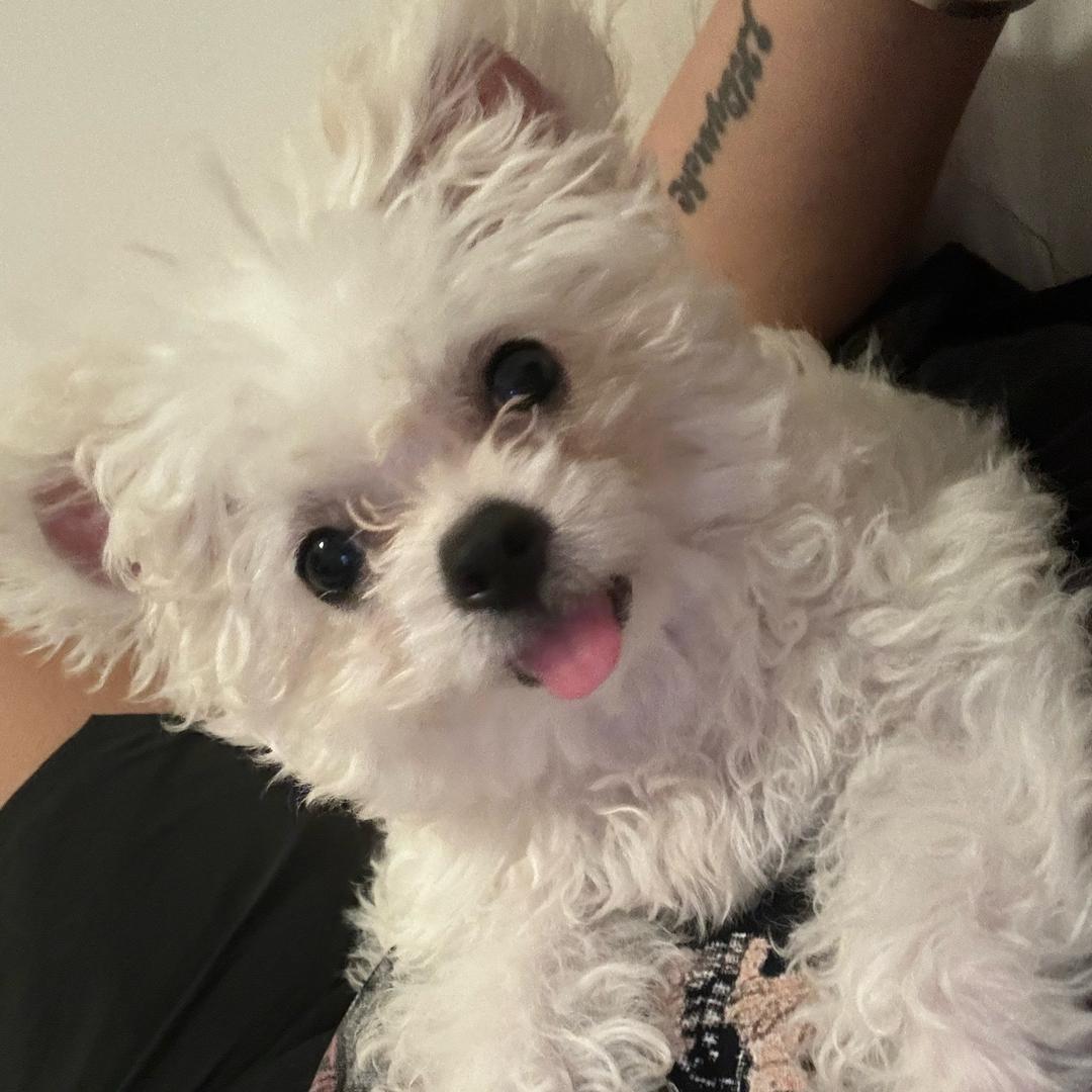 [斜刘海][绿发][黄发][装酷][粉