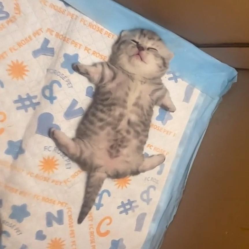 W先森等952.7万粉丝