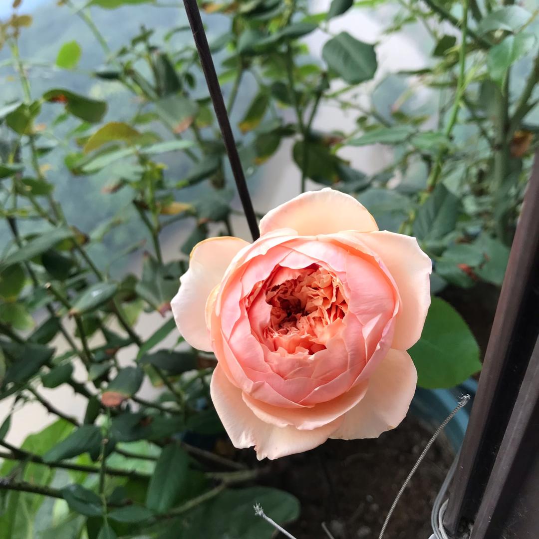 空心菜坐汽轮船