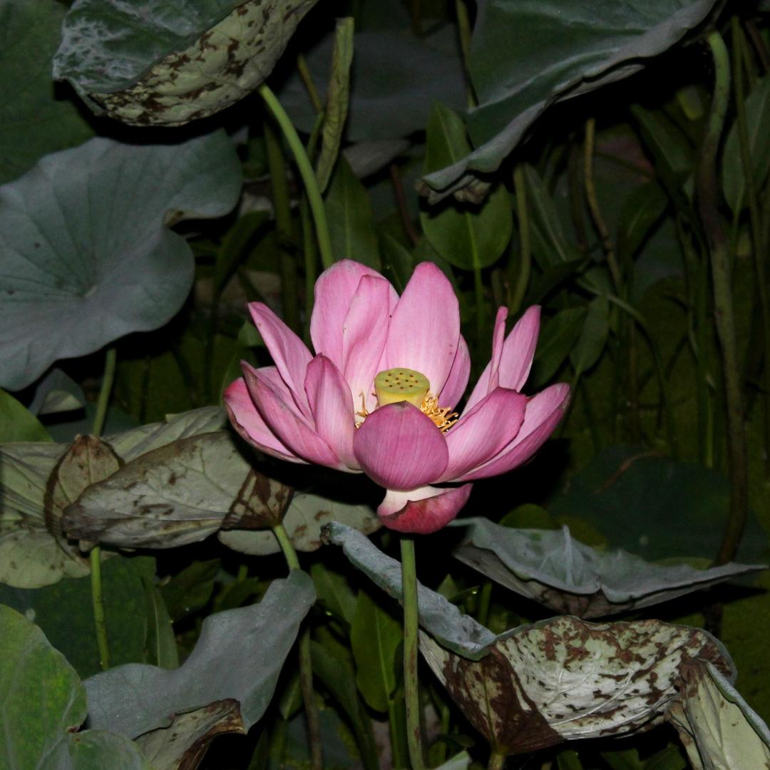 李随意