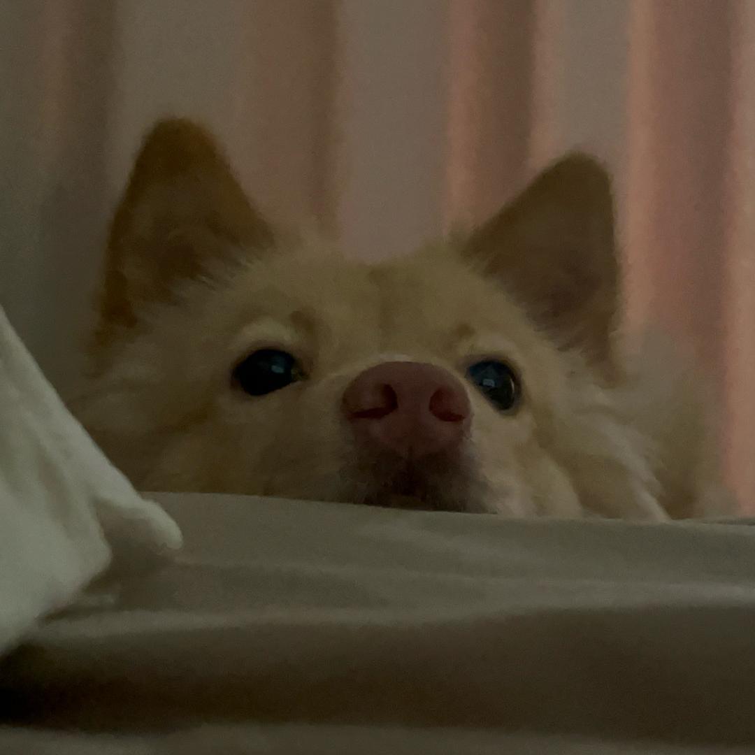 猫泽加糖麻花