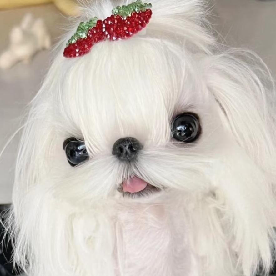 马尔济斯小鱼