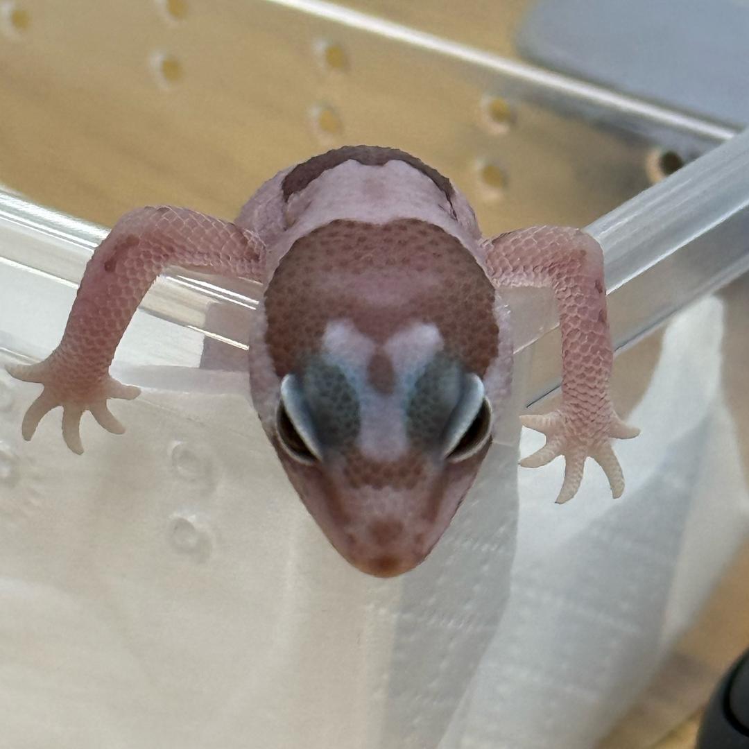 肥仔不肥