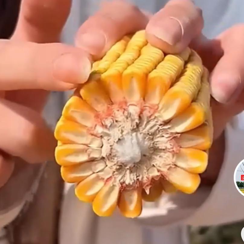 丰收高产小麦种子