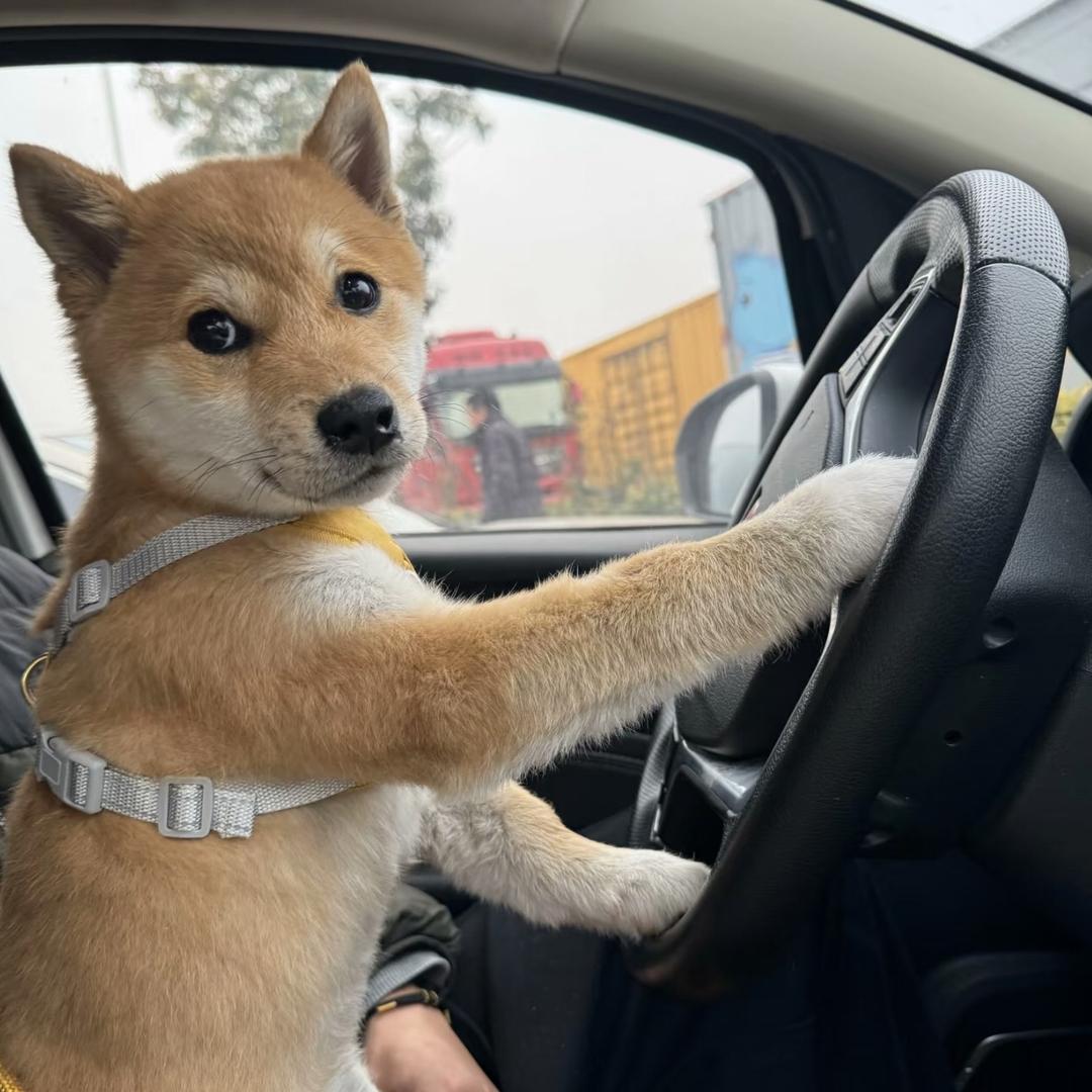 武汉鑫武杨驾驶员培训有限公司