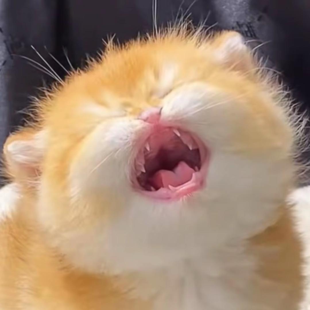 老许要猫不要🐈