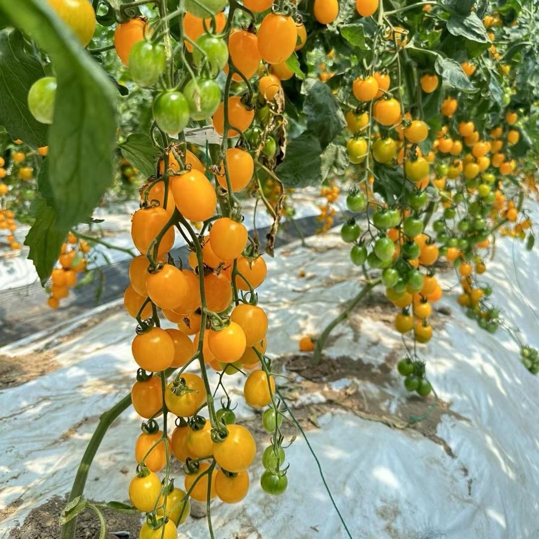 承君名蔬家庭园艺