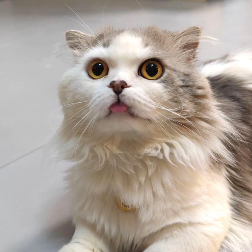 萌萌哒猫娃✨