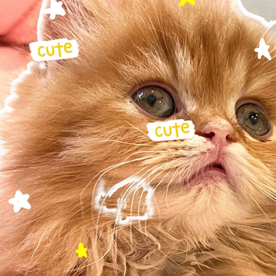 爱摆烂的胖胖喵