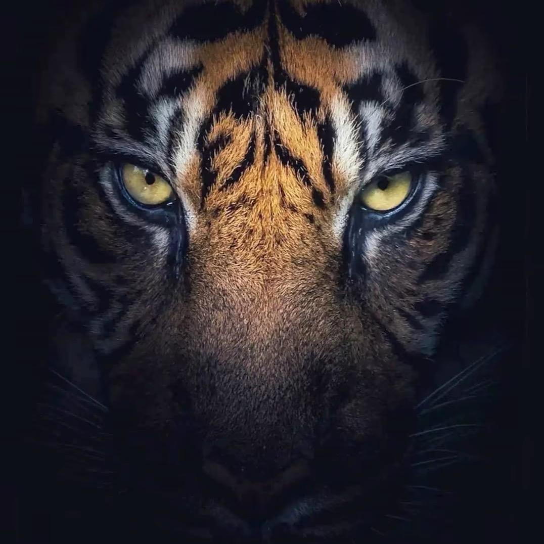T.