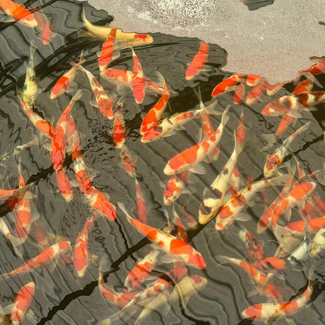 大唐宋词观赏鱼