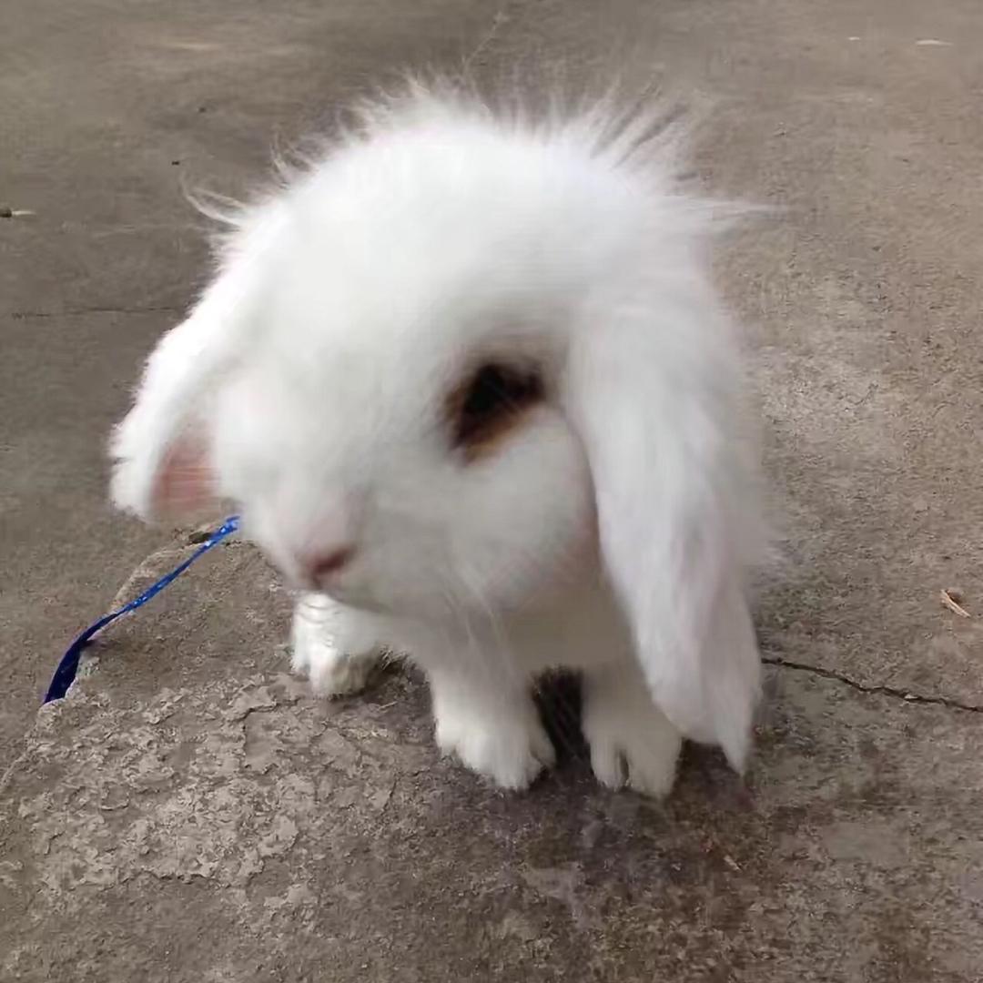小埋