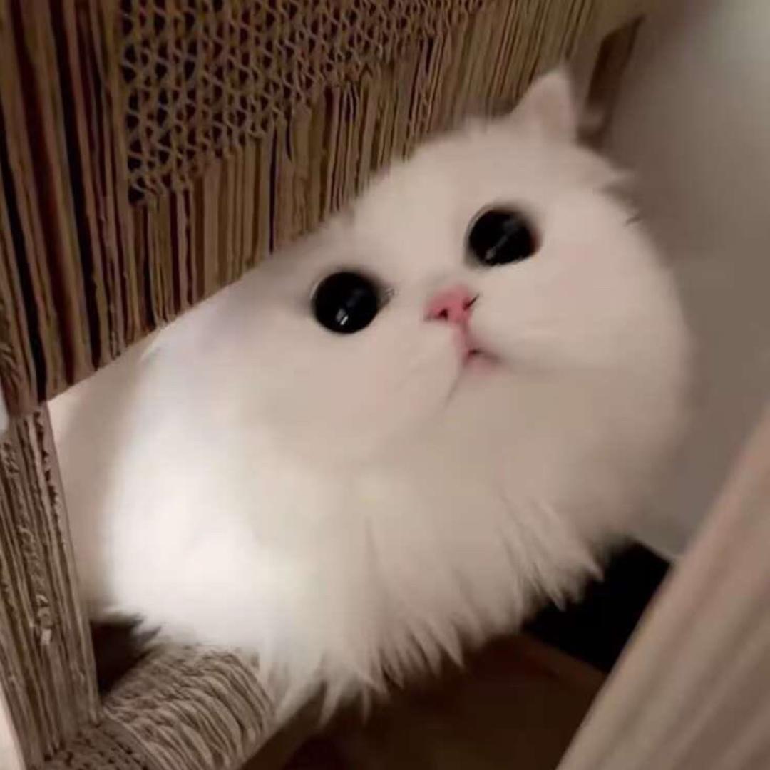呆呆