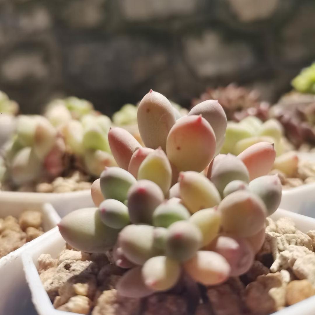 打豆豆