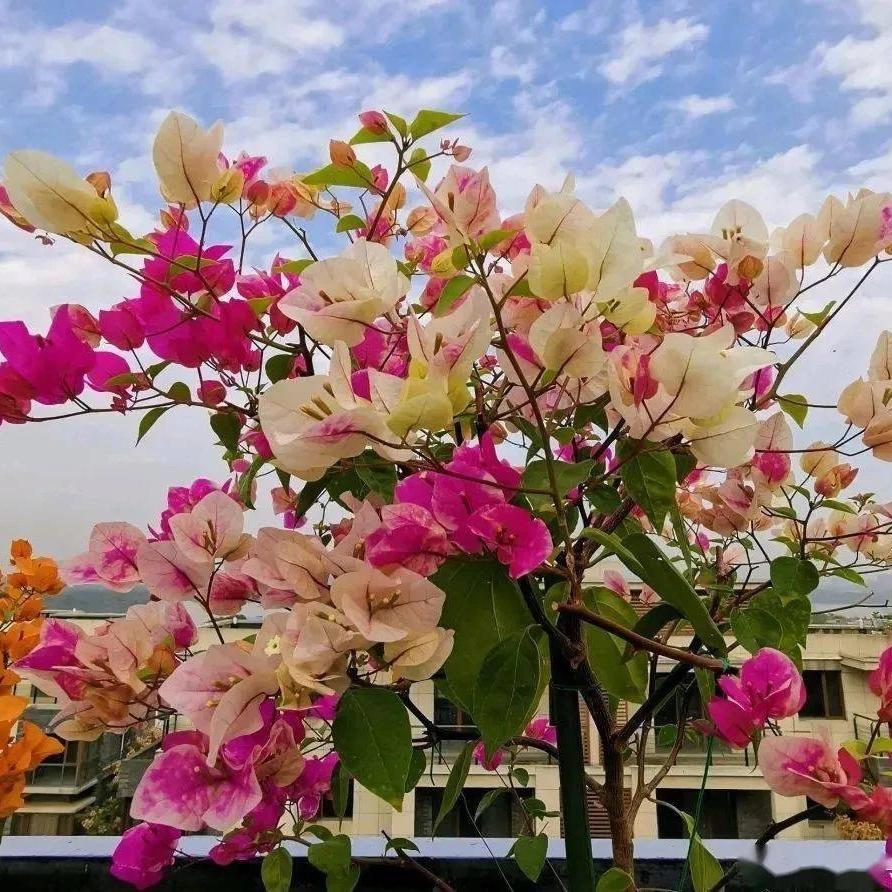 漳州梅先生园艺