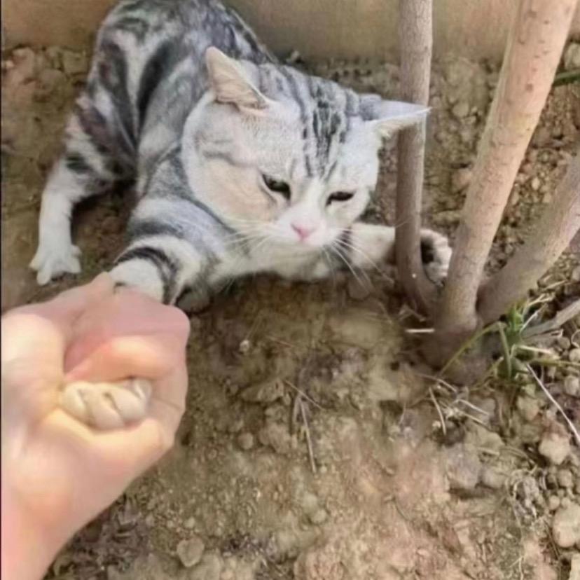小许很努力