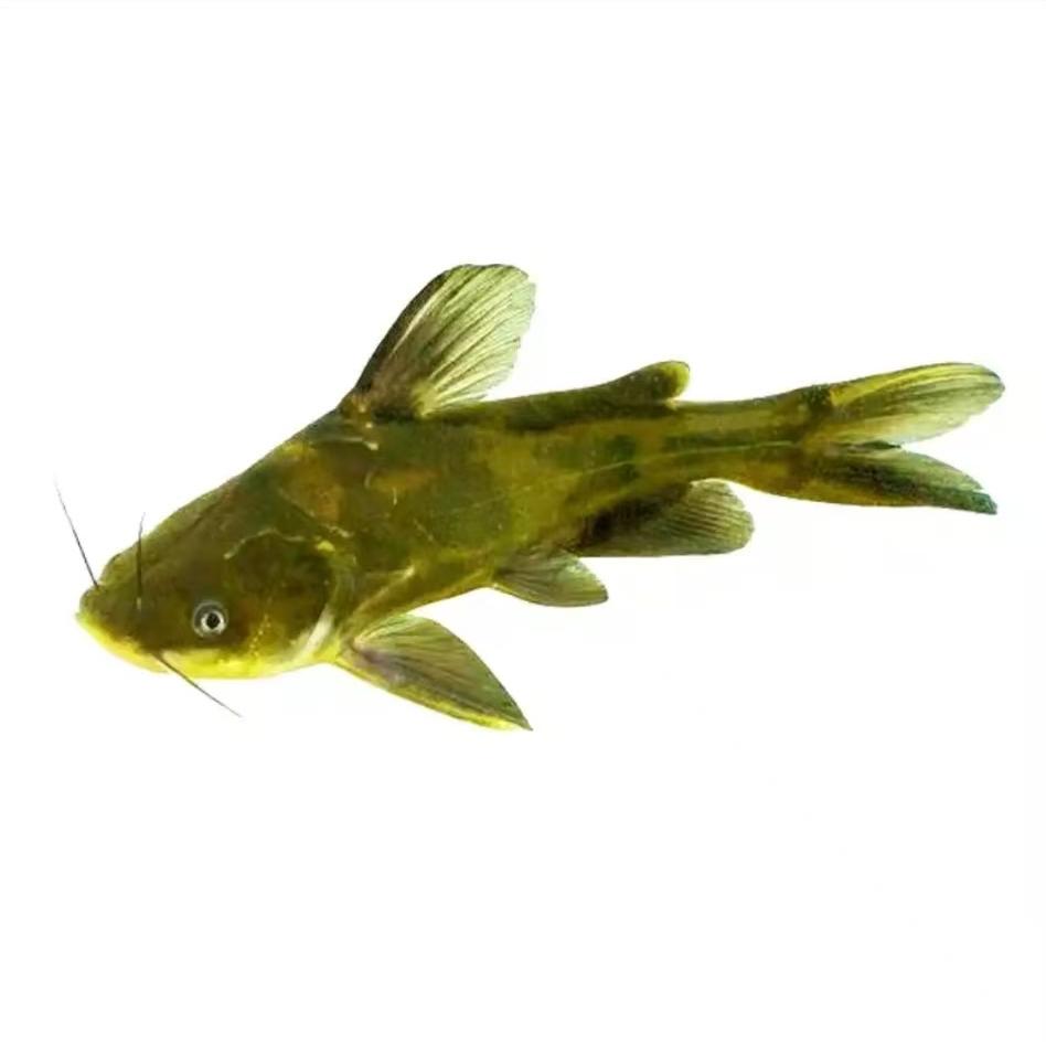 鱼你同乐（直播号）