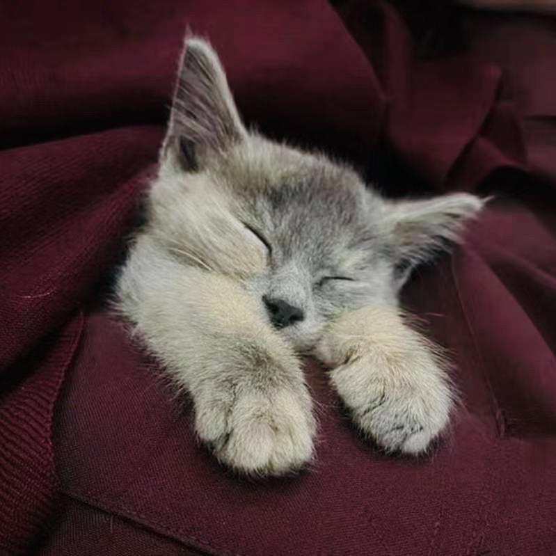 小猫 -