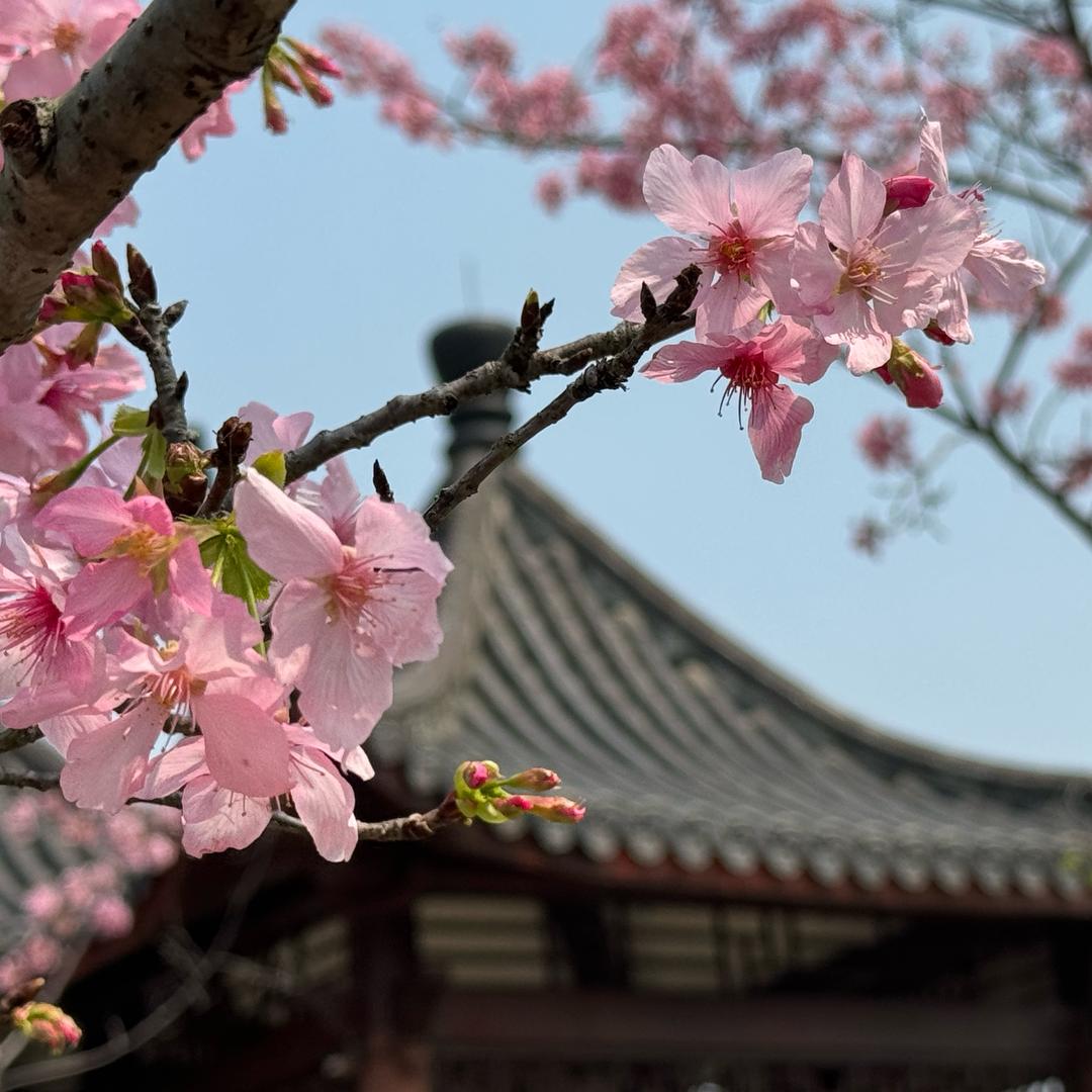 📷阿qin来拍照了～