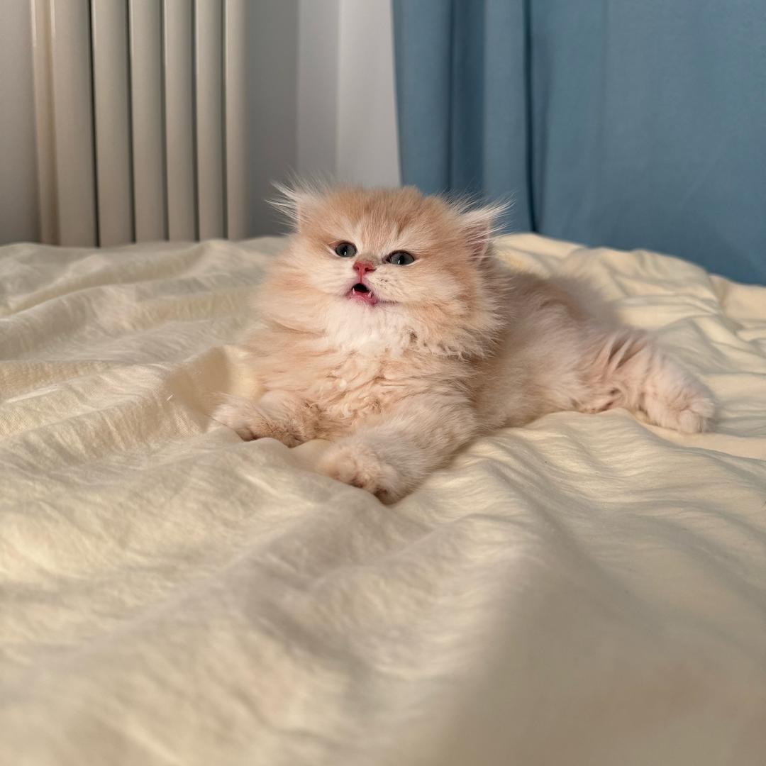 七月的渐层稀有色猫舍（直播号）