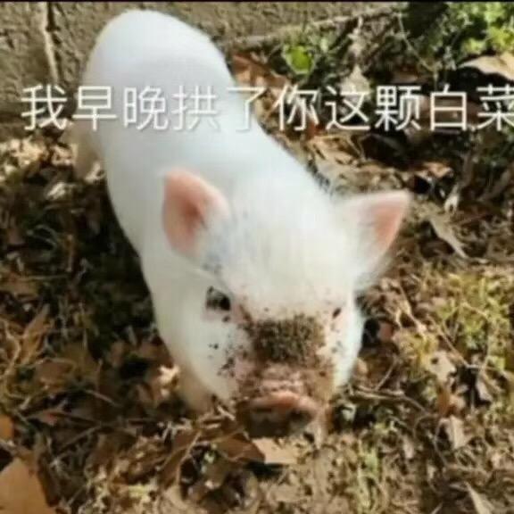 骑着猪儿去兜风