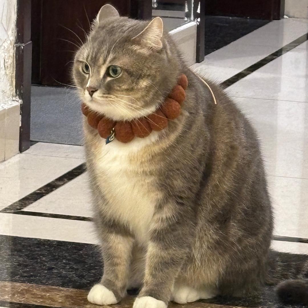 旅游推荐官云朵