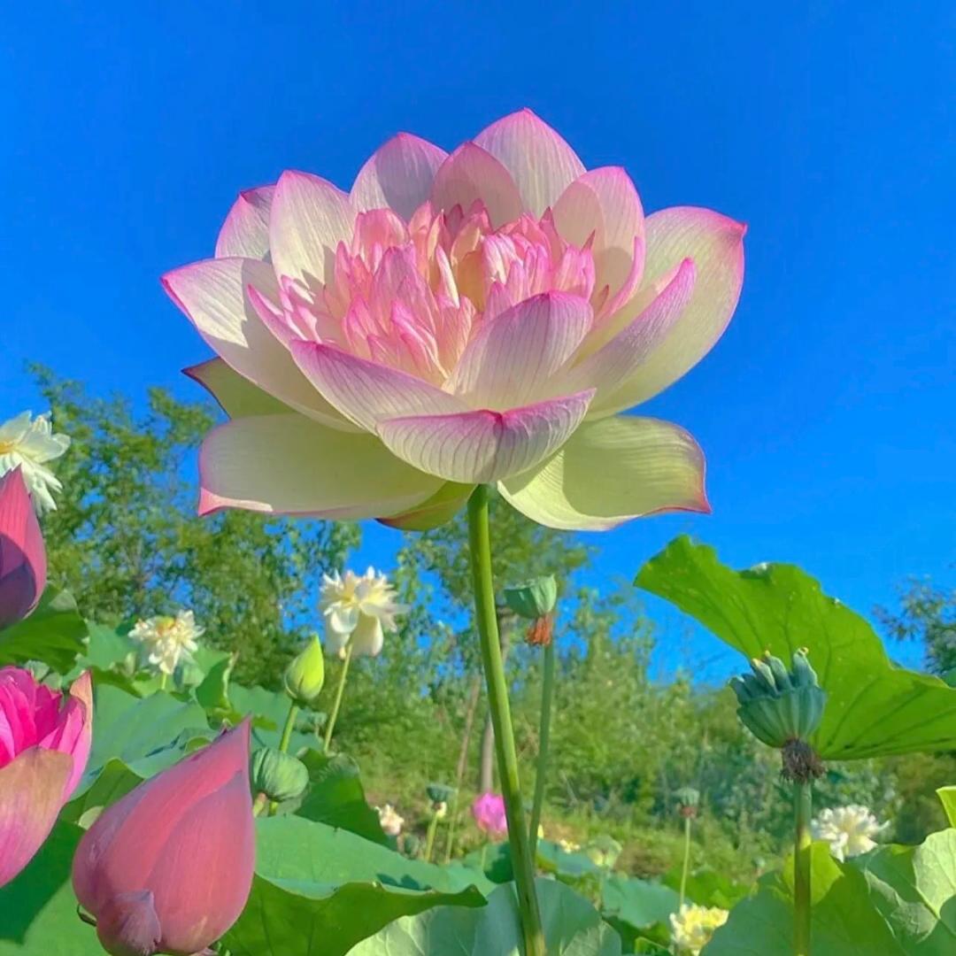 富贵吉祥