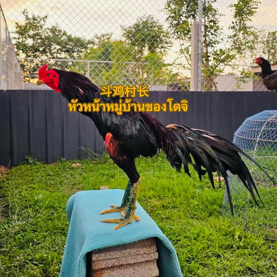 斗鸡材长ทางเข้า