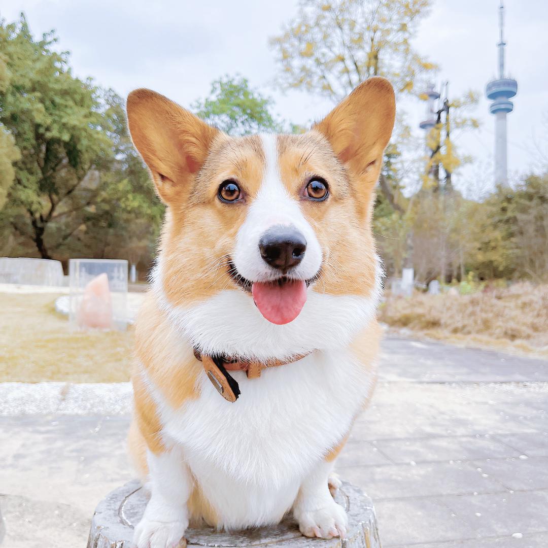 Corgi豆芽不胖