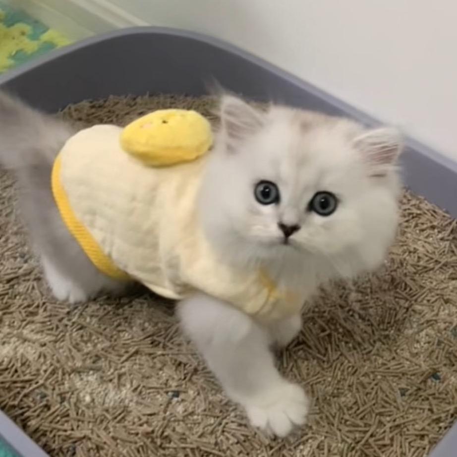 扁扁大王的孩儿们🐈