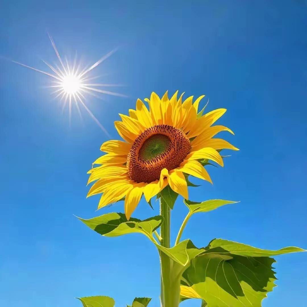 葫芦娃